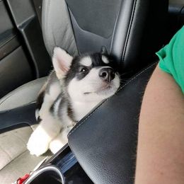 Alaskan Malamute Puppies from Kaylatee Alaskan Malamutes