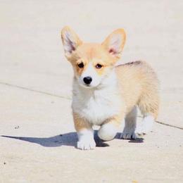 Pembroke Welsh Corgi Puppies from Edgewood Farm