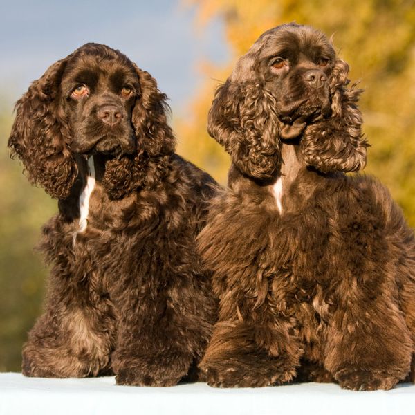 Cocker Spaniel