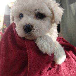Bichon Frise Puppies from Bijou Bichon