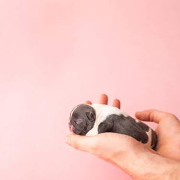 French Bulldog Puppies from Baker Built Frenchies