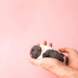 French Bulldog Puppies from Baker Built Frenchies
