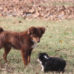 Luke - Miniature American Shepherd