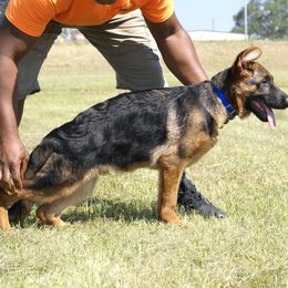 German Shepherd Puppies from Rikah-Haus German Shepherds