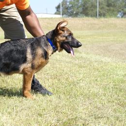 German Shepherd Puppies from Rikah-Haus German Shepherds