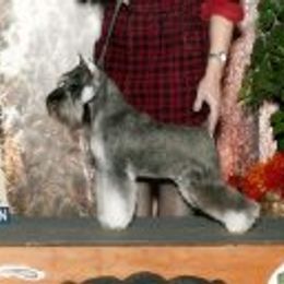 Phoebe - Miniature Schnauzer