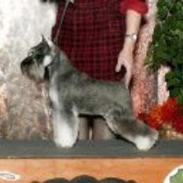 Phoebe - Miniature Schnauzer