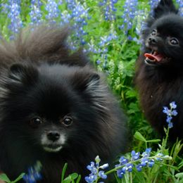 Dee Dee's Pomeranians breeder of Pomeranian