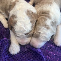 Poodle Puppies from DuBois Standard Poodles