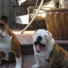 English Bulldog and French Bulldog All Grown Up from Superb Bulldogs