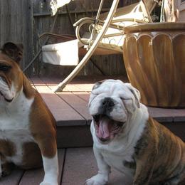 English Bulldog and French Bulldog All Grown Up from Superb Bulldogs