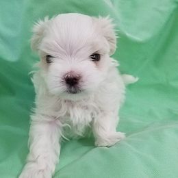 Maltese Puppies from Avante Maltese