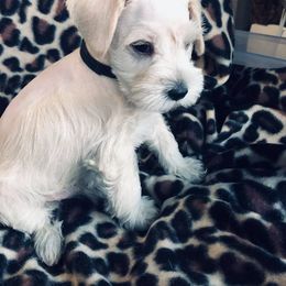 Miniature Schnauzer Puppies from Circle R Ranch