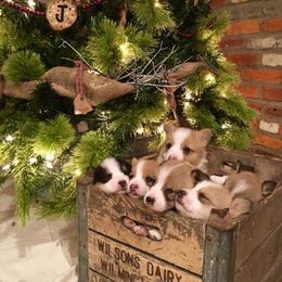 Pembroke Welsh Corgi Puppies from Sarah McConnell