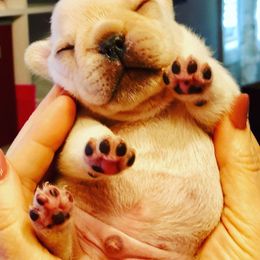 French Bulldog Puppies from Epic French Bulldogs