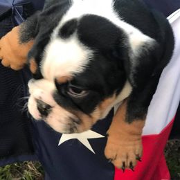 English Bulldog Puppies from TxBully Brigade