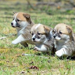 Dalarno Pembroke Welsh Corgis breeder of Cardigan Welsh Corgi