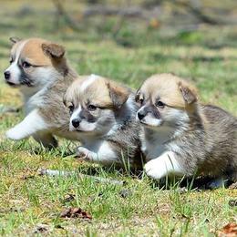 Dalarno Pembroke Welsh Corgis breeder of Cardigan Welsh Corgi