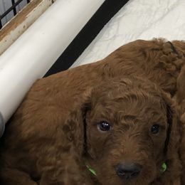 Poodle Puppies from rondiesreds