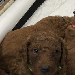 Poodle Puppies from rondiesreds