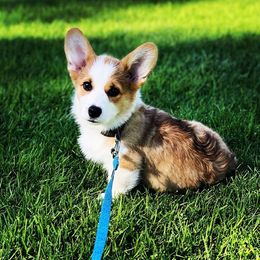 Pembroke Welsh Corgi Puppies from Rockin’ H Corgis