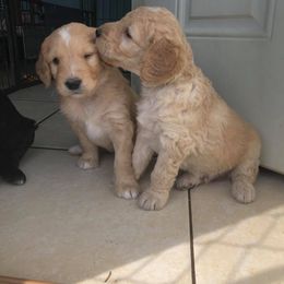 Lake Road Doodles breeder of Goldendoodle