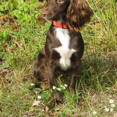 Cocker Spaniel and Irish Water Spaniel All Grown Up from Saracen Cockers