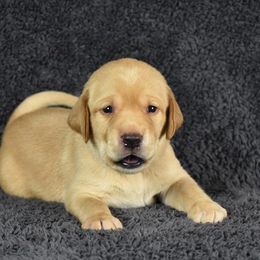 Labrador Retriever Puppies from Farmhouse Labradors
