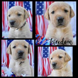 Labrador Retriever Puppies from 3M Custom Hay baling and AKC Labs LLC