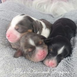 Cavapoo and Aussiedoodle Puppies from Blue Diamond Puppies