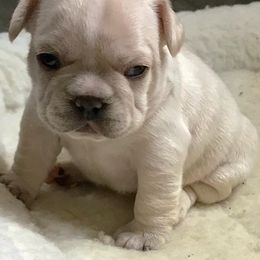 French Bulldog Puppies from Especial Frenchies