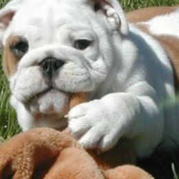Bulldog Puppies from Little Pond Bulldogs