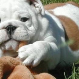 Bulldog Puppies from Little Pond Bulldogs