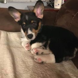 Pembroke Welsh Corgi Puppies from McFadden's Corgis