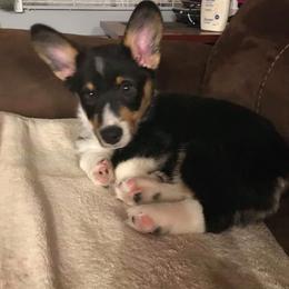 Pembroke Welsh Corgi Puppies from McFadden's Corgis