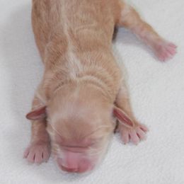 Amber Moon Goldendoodles breeder of Goldendoodle