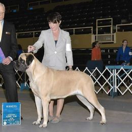 Mastiff All Grown Up from Rosehill Mastiffs