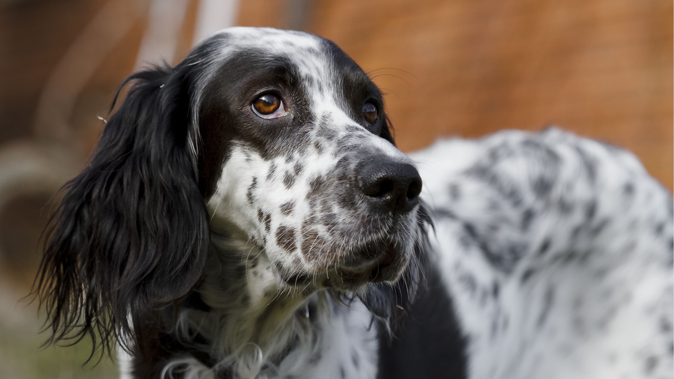 English setter 2024 husky mix