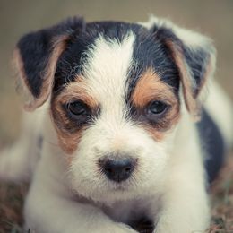 Jack Russell Terrier Puppies from Little Eden Jack Russell Terriers