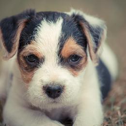 Jack Russell Terrier Puppies from Little Eden Jack Russell Terriers