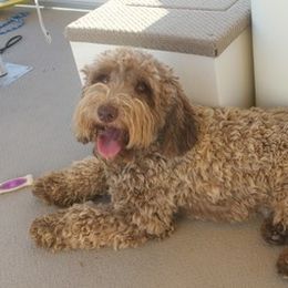 Australian Labradoodle adult dog