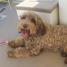 Australian Labradoodle adult dog