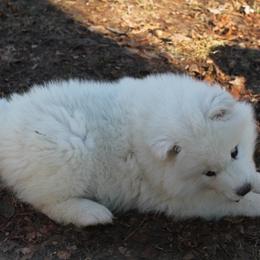 Samoyed Puppies from Wintersong Samoyeds