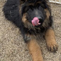 German Shepherd Puppies from Lost Creek German Shepherds LLC