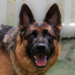 Quera von der Zenteiche - German Shepherd