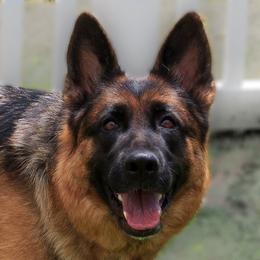 Quera von der Zenteiche - German Shepherd