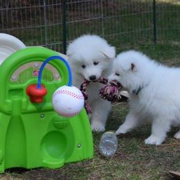 Samoyed Puppies from Silver Fox Samoyeds