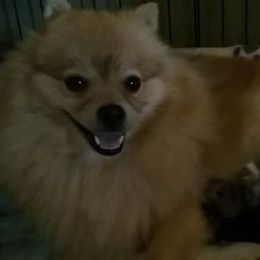 Pomeranian All Grown Up from Heather Merillat Puppies