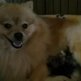 Pomeranian All Grown Up from Heather Merillat Puppies