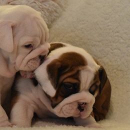 Bulldog Puppies from Raise The Woof Bulldogs